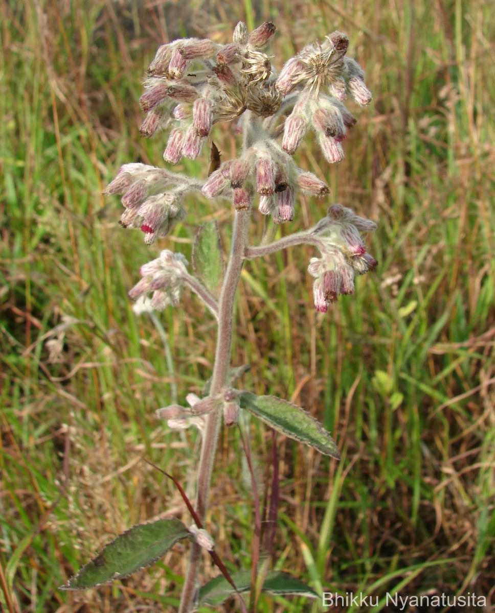 Blumea hieraciifolia var. flexuosa (C.B.Clarke) Randeria